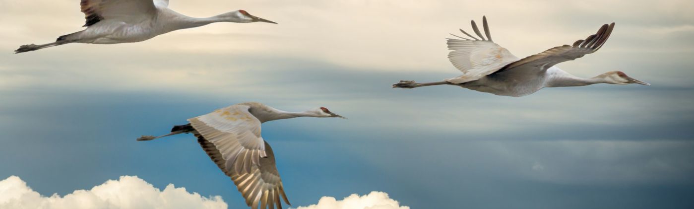 Migrationsprojekte_Header